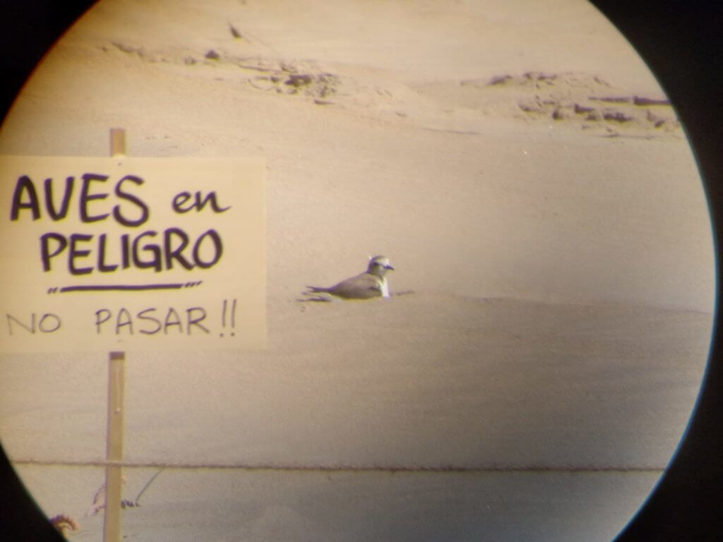 Kentish plover